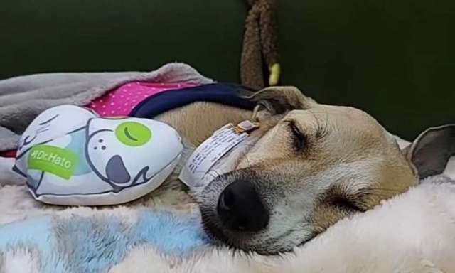 Cachorra Pandora finalmente foi encontrada após 45 dias perdida