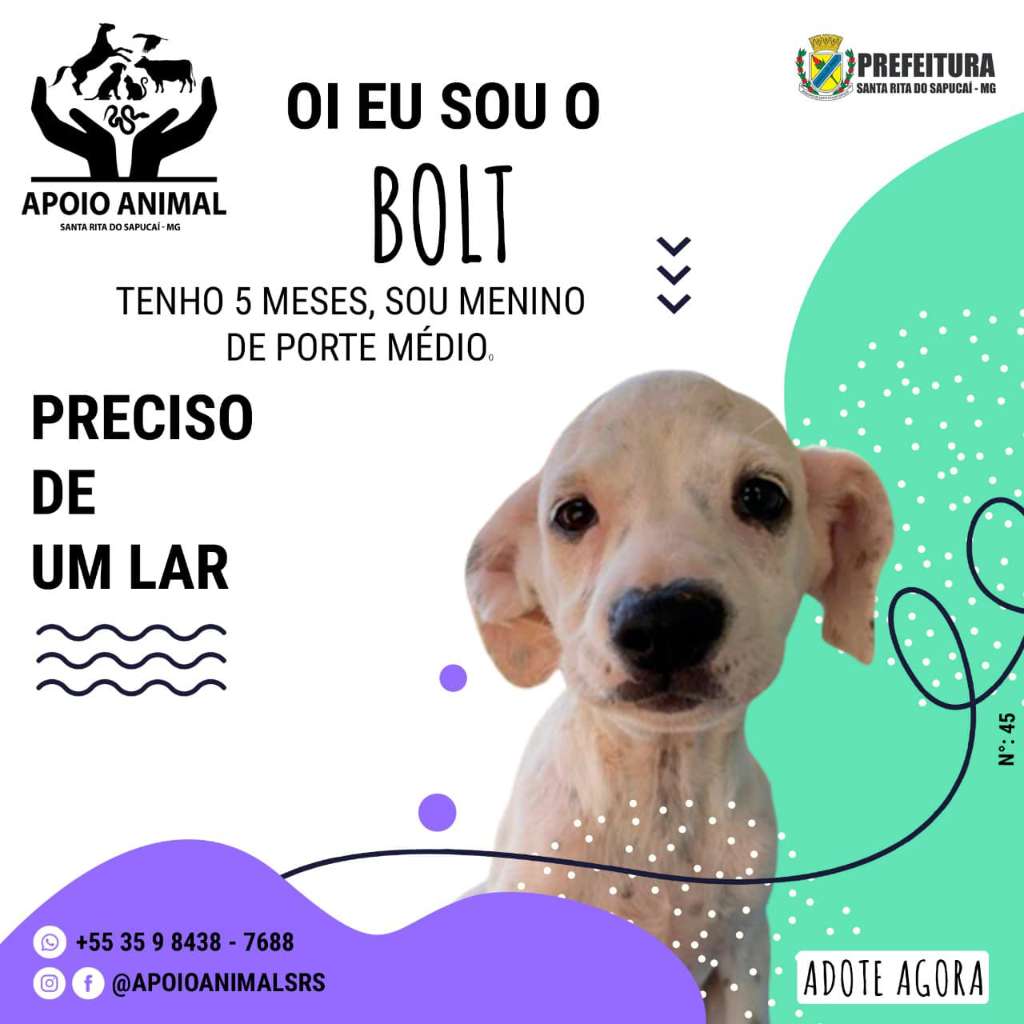 Feira e evento de adoção de cachorros e gatos em Santa Rita do Sapucaí - Minas Gerais