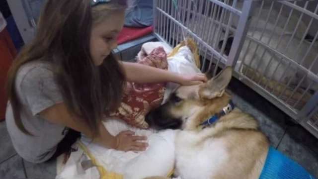 Cachorro salva menina de ataque de cobra cascavel na Flórida
