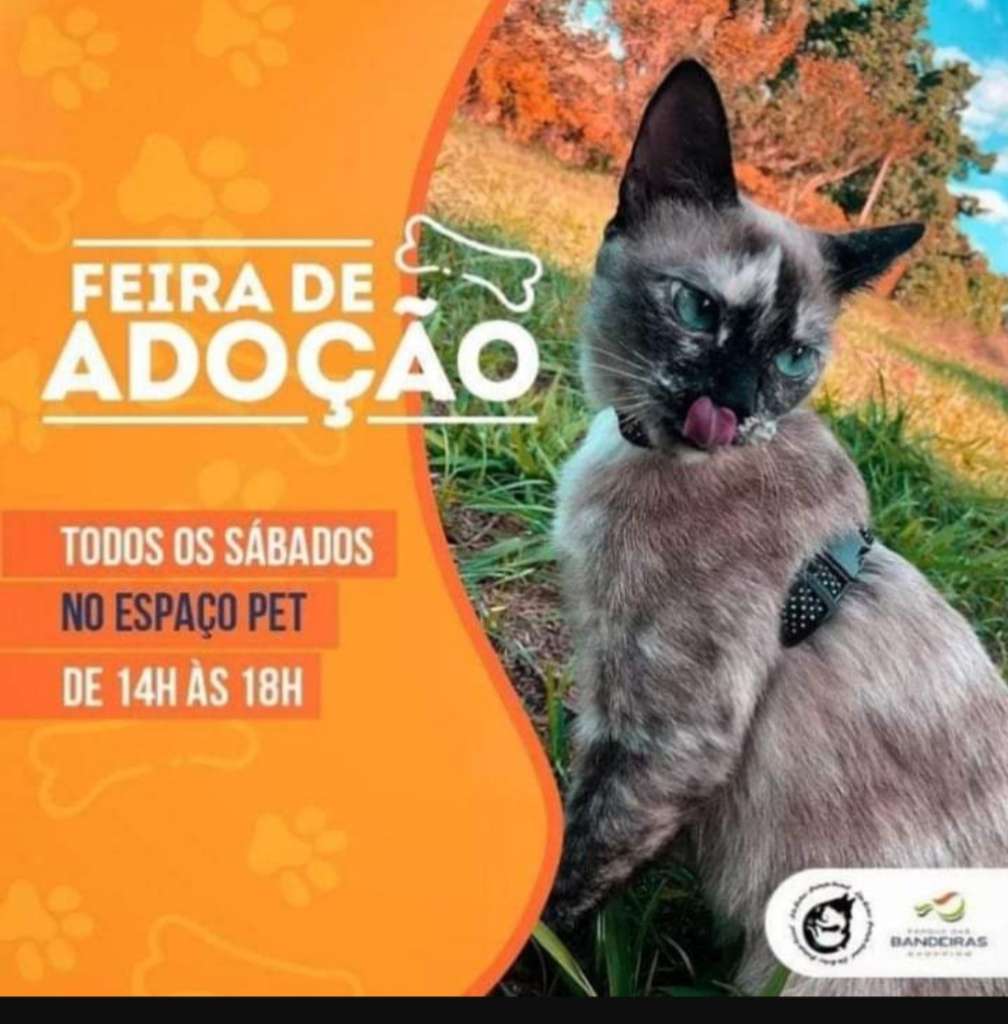 Feira e evento de adoção de cachorros e gatos em Hortolândia - São Paulo