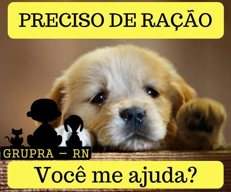 Feira e evento de adoção de cachorros e gatos em Rio Negrinho - Santa Catarina