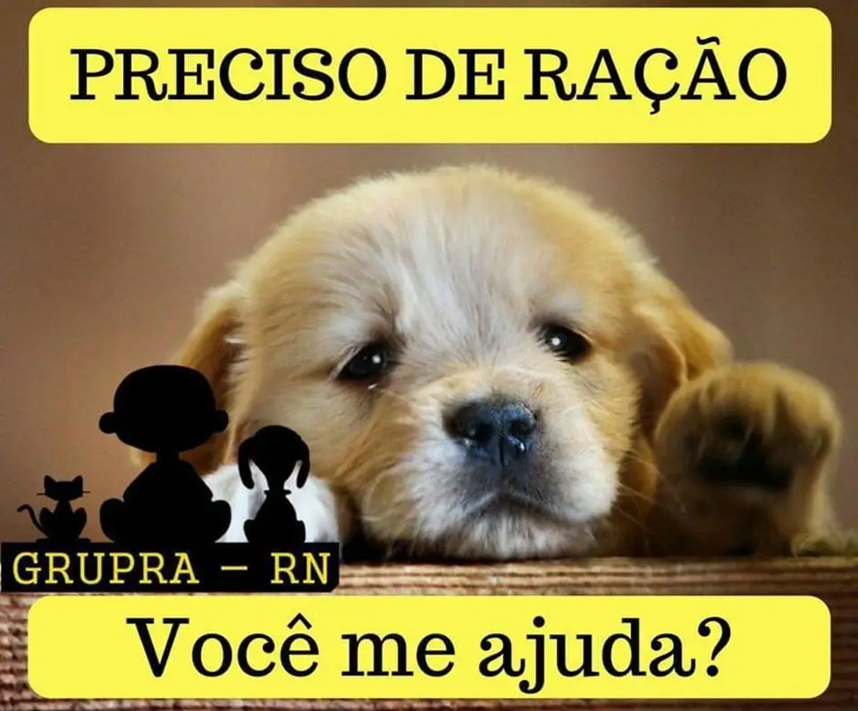 Celebre a Compaixão no Grande Evento de Adoção de Animais em Rio Negrinho