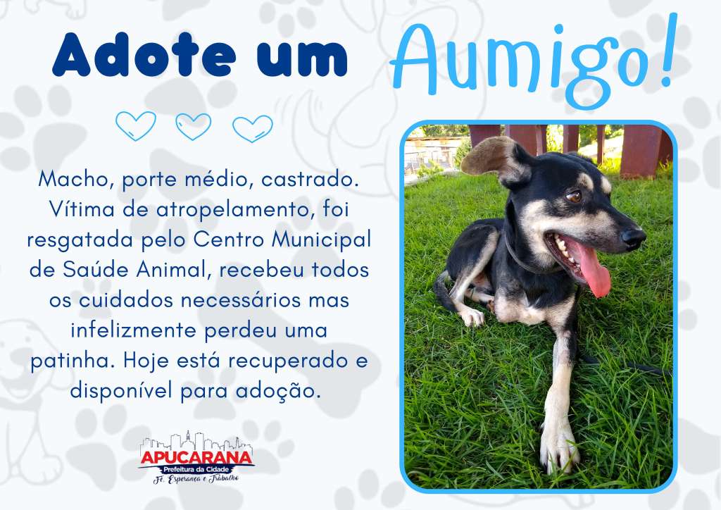 Feira e evento de adoção de cachorros e gatos - Adoção de Patinhas: Encontre Seu Novo Melhor Amigo em Apucarana! em Paraná - Apucarana