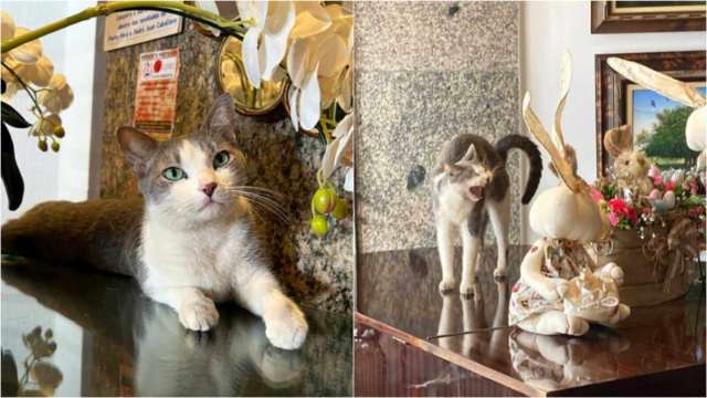 Um gato de rua é adotado e vira recepcionista de hotel