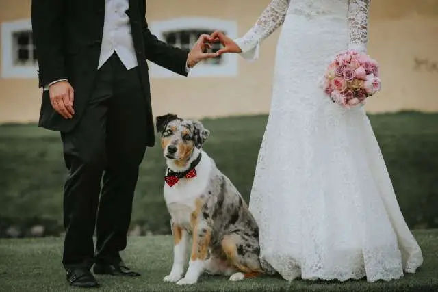 Noivo cancela casamento após noiva negligenciar cachorro