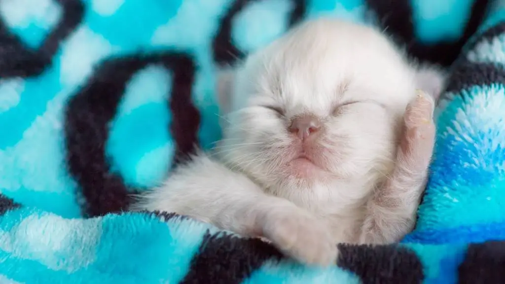 uma coleção de gatos fofos brincando na sala de estar, ótimo para