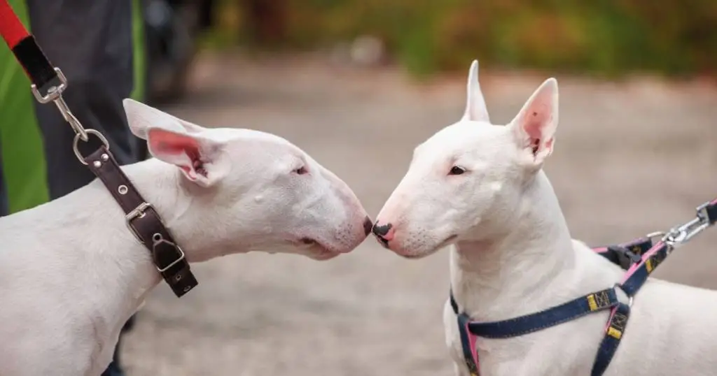 Bull Terrier Inglês: confira tudo sobre essa raça