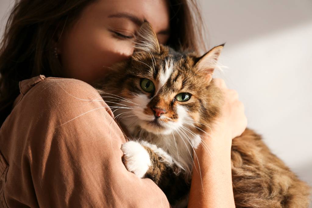 Adoção de gato: tudo que você precisa saber