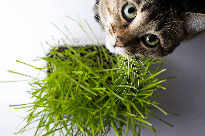 Saiba os efeitos da erva "catnip" nos felinos