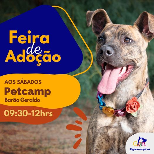 Feira e evento de adoção de cachorros e gatos - Feira de Adoção de Animais: Encontre seu Novo Melhor Amigo! em São Paulo - Campinas