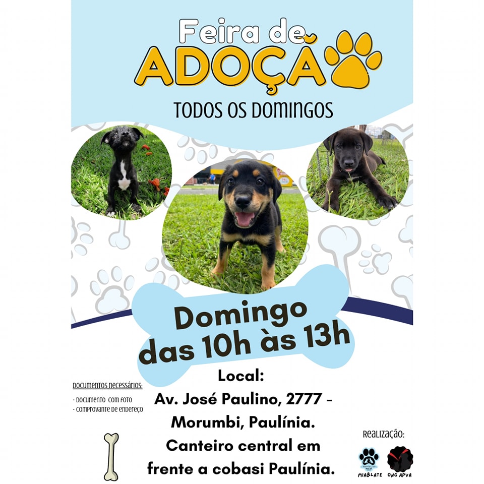 Feira e evento de adoção de cachorros e gatos - Feira de Adoção em Paulínia: Encontre Seu Novo Amigo! em São Paulo - Paulínia