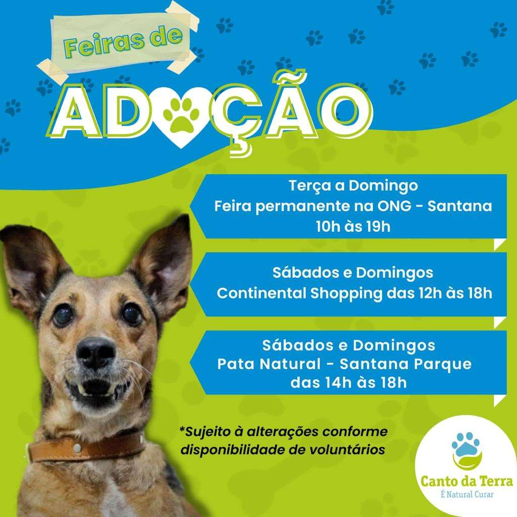 Feira e evento de adoção de cachorros e gatos - Amor e Companhia Esperam por Você na Feira de Adoção em SP! em São Paulo - São Paulo