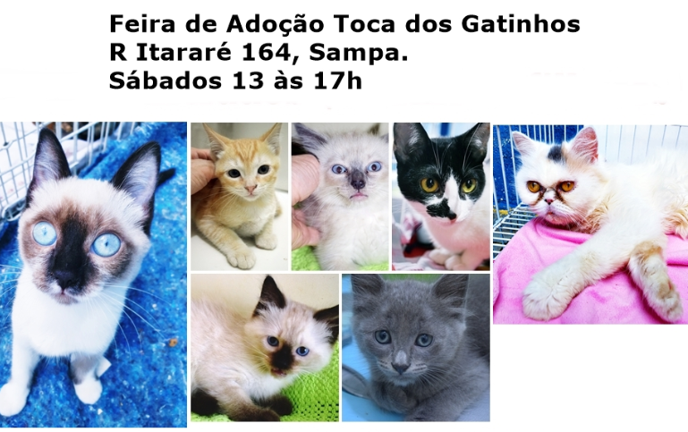 Feira e evento de adoção de cachorros e gatos - Feira de Adoção de Gatinhos: Encontre Seu Novo Amigo em SP! em São Paulo - São Paulo