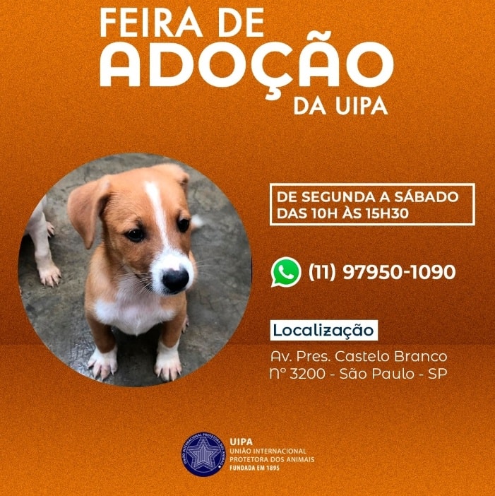 Feira e evento de adoção de cachorros e gatos - Encontre seu Melhor Amigo na Feira de Adoção da UIPA! em São Paulo - São Paulo