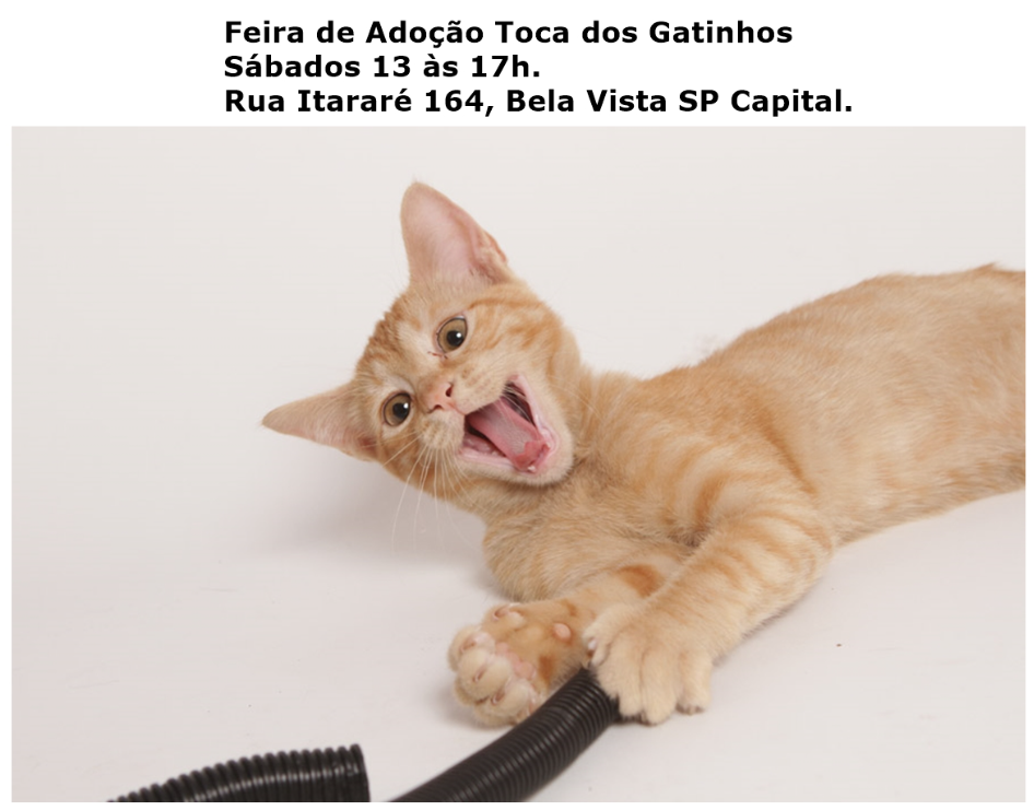 Feira e evento de adoção de cachorros e gatos - Encontre Seu Novo Amigo Felino na Feira de Adoção em SP! em São Paulo - São Paulo