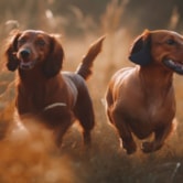 Guia Completo dos Cachorros Salsicha: Conheça Tudo sobre essa Raça Encantadora e Seus Cuidados Especiais