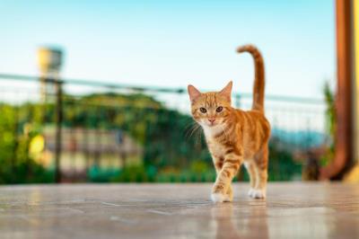 A Ciência por Trás do Comportamento Felino: Desvendando os Mistérios dos Gatos