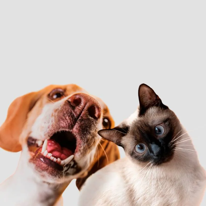 O Debate Controverso: Cães vs. Gatos - Qual é o Melhor Pet para Você?