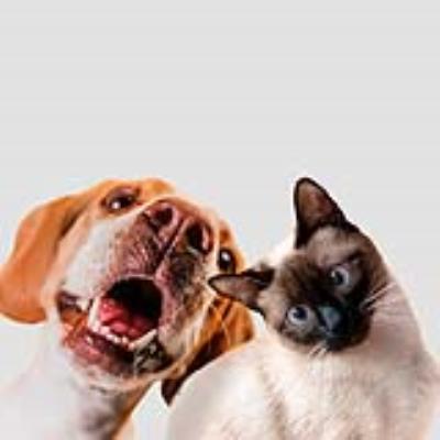 O Debate Controverso: Cães vs. Gatos - Qual é o Melhor Pet para Você?