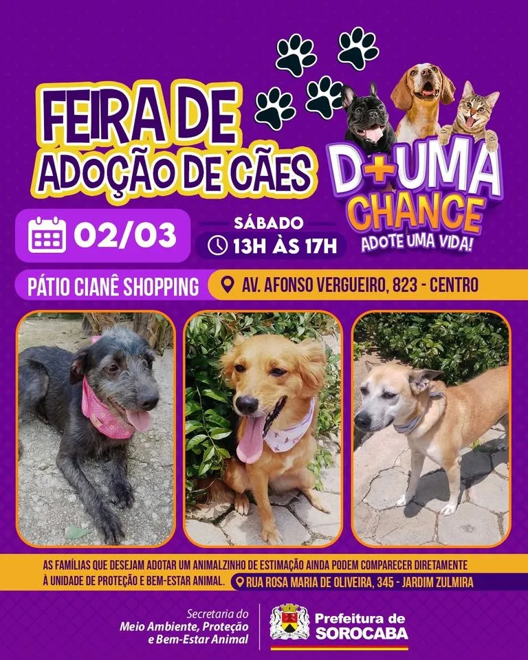 Feira de Adoção de Cães em Sorocaba: Dê Uma Chance a um Amigo!