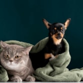 Os Mitos e Verdades sobre a Convivência de Cães e Gatos: Desvendando os Segredos da Harmonia no Lar