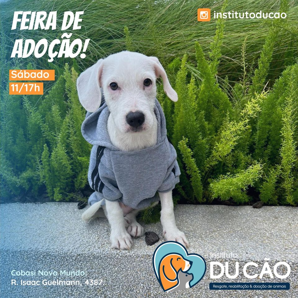 Feira e evento de adoção de cachorros e gatos - Encontre seu Melhor Amigo na Feira de Adoção em Curitiba! em Paraná - Curitiba