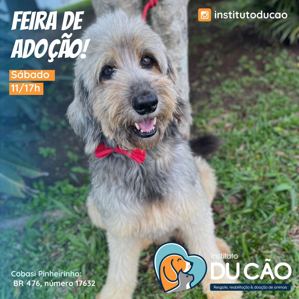 Feira e evento de adoção de cachorros e gatos - Feira de Adoção em Curitiba: Encontre seu Melhor Amigo! em Paraná - Curitiba