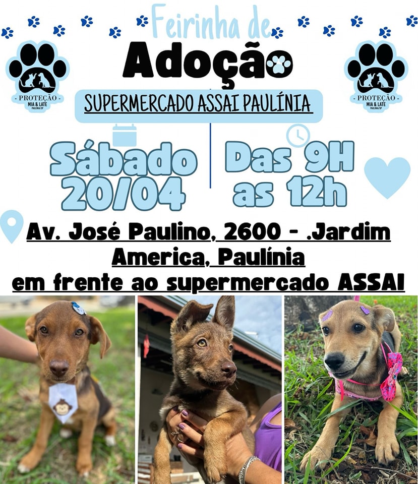 Feira e evento de adoção de cachorros e gatos - Feirinha de Adoção de Animais: Encontre seu Novo Amigo! em São Paulo - Paulínia