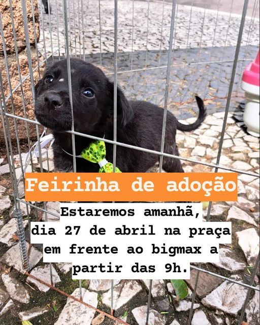 Feira e evento de adoção de cachorros e gatos -  em Rio Grande do Sul - São Gabriel