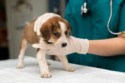 Identificação e Prevenção de Doenças Comuns em Pets