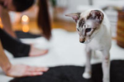 Saúde Mental dos Pets: Entendendo e Cuidando