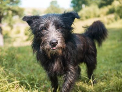 Dicas essenciais para adotar um filhote de cachorro de porte pequeno com amor e responsabilidade