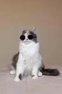 O Mistério por Trás do Ronronar dos Gatos: Descubra seu Significado!