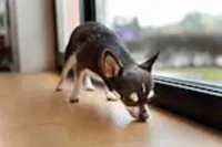Por Que Meu Cachorro Está Tremendo? Causas, Sintomas e Soluções!
