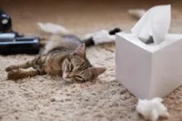 Como Ensinar Seu Gato Filhote a Usar a Caixa de Areia: Um Guia Completo para Tutores