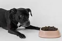 Meu Cachorro Não Quer Comer Ração: Um Guia Completo para Tutores Preocupados