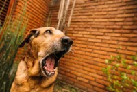Meu Cachorro Late Muito: O Guia Definitivo para Entender e Solucionar o Problema