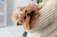 Guia Completo: O Universo dos Cães de Pequeno Porte