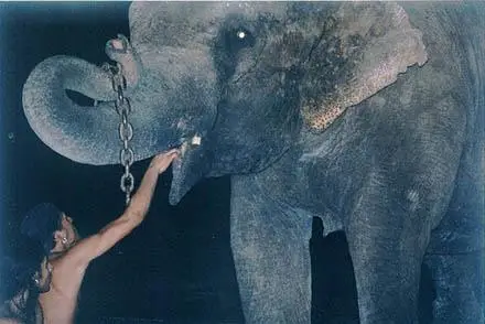 Apresentação de animais em circo está proibida no MS