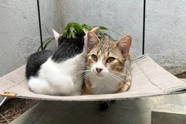 Ponto de Troca de Figurinhas da Copa no Mi&Mo Gato Café
