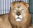 Leão resgatado de circo é recebido com rugidos em santuário ecológico