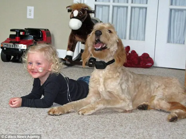Cachorro mantém criança viva ao carregar um tubo de oxigênio para que ela possa respirar