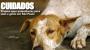 Projeto quer ambulâncias para cães e gatos em São Paulo