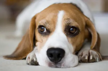Nasa quer salvar todos os Beagles de laboratório