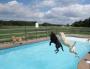 Hotel para cachorros nos EUA organiza divertida festa na piscina