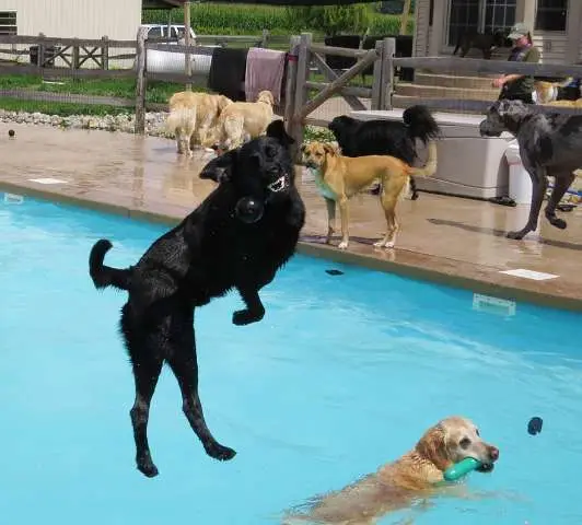 Hotel para cachorros nos EUA organiza divertida festa na piscina