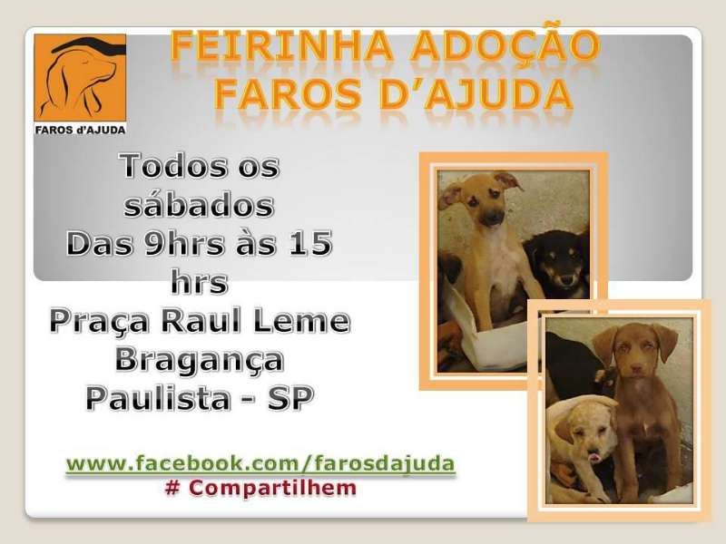 Feira e evento de adoção de cachorros e gatos em Bragança Paulista - São Paulo