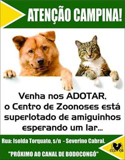 Feira e evento de adoção de cachorros e gatos em Campina Grande - Paraíba