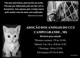 Feira e evento de adoção de cachorros e gatos em Campo Grande - Mato Grosso do Sul