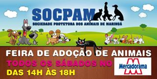 Feira e evento de adoção de cachorros e gatos em Maringá - Paraná